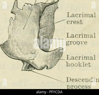 Lacrimal Groove Ap 1 Bone Anatomy Osseous Tissue
