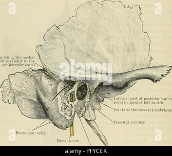 . Cunningham's Text-book of anatomy. Anatomy. 130 OSTEOLOGY. apex of the bone corresponds to a rough quadrilateral surface which forms the floor of the carotid canal, and also serves for the attachment of the cartilaginous part of the auditory tube as well as the origin of the levator veli palatini muscle ; elsewhere it has attached to it the dense fibrous tissue which fills up the cleft (petro-basilar fissure) between it and the basilar part of the occipital bone. The anterior surface bears the impress of the gyri of the under surface of the temporal lobe of the cerebrum, which rests upon it; Stock Photo