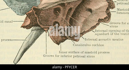 . Cunningham's Text-book of anatomy. Anatomy. THE TEMPORAL BONES. 127 bevelled at the expense of its inner table, except in front, where the margin is thick and stout. Here it articulates with the great wing of the sphenoid, its union with that bone extending to near the anterior part of the summit of the curve, behind which it is united to the parietal, overlapping the squamous border of that bone: posteriorly the free margin of the squamous part ends at an angle formed between it and the mastoid process called the incisura parietalis. Pars Tympanica.âThe tympanic part of the temporal bone fo Stock Photo