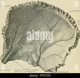 . Cunningham's Text-book of anatomy. Anatomy. 120 OSTEOLOGY. whilst inferiorly it is thinned at the expense of its outer table. The mastoid angle is a truncated angle lying between the inferior and posterior borders. It is deeply serrated, and articulates with the mastoid process of the temporal bone. Xot infrequently there is a channel in this suture which transmits an emissary vein. Connexions. — The parietal bone articulates with its fellow, with the frontal, occipital, mastoid and squama temporalis of the temporal, and with the sphenoid. Occasionally the Depressions for arachnoideal granul Stock Photo