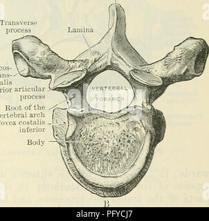 . Cunningham's Text-book of anatomy. Anatomy. Spinous process attached, whilst others are articular and assist in uniting the different vertebras together by means of a series of movable joints. The roots of the vertebral arches (O.T. pedicles) are the bars of bone which pass from the dorsum of the body of the vertebrae on either side to the points where the articular pro- cesses are united to the arch. These roots are compressed laterally, and have rounded superior and inferior borders. Since the vertical breadth of the roots is not as great as the thickness of the body to which they are atta Stock Photo