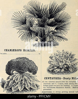 . Currie Bros.' horticultural guide : spring 1888. Nursery stock Wisconsin Catalogs; Flowers Seeds Catalogs; Bulbs (Plants) Seeds Catalogs; Vegetables Seeds Catalogs; Plants, Ornamental Catalogs; Gardening Equipment and supplies Catalogs. CARNATION. An important and beautiful class; none more so are grown. Most of the varieties have a delicious clove fragrance. Half-hardy perennials. Choice Bizarre—The seed we have of this vari- ety Is saved from a very fine collection of named fluwers 25 Grenadin—The earliest Carnation to bloom. The flowers, which are large, bright scarlet and very double, ar Stock Photo