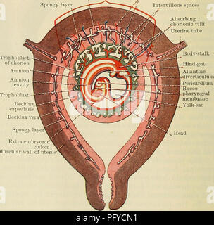 . Cunningham's Text-book of anatomy. Anatomy. ondary villus â Amnion cavity Amnion -Body-stalk Allantoic diverti- culum rimitive streak eurenteric canal Cavity of entoderm sac Extra-embryonic celom Decidua capsularis Decidua vera Embryonic are Fig. 75.âSchema of a Section of a Pregnant Uterus after the formation of the Intervillous Spaces. parts. (1) The parts which lie between adjacent blood spaces, the primary chorionic villi. (2) The parts which lie in con- tact with the mesoderm of the chorion, and which form with the mesoderm the chorion plate. (3) The parts which cover the maternal tissu Stock Photo