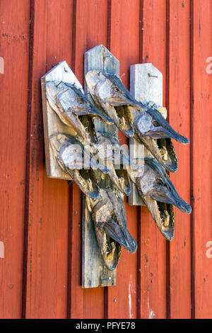 Northern Pike (Gädda) heads on the wall of a fishing shed on the island of Fjäderholmarna, Stockholm archipelago, Sweden Stock Photo