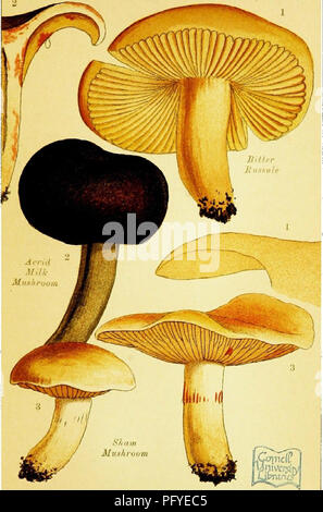 . Edible and poisonous mushrooms: what to eat and what to avoid . With eighteen coloured plates illustrating forty-eight species. Mushrooms, Edible; Mushrooms, Poisonous. PL. 15.. POISONOUS MUSHROOMS,. Please note that these images are extracted from scanned page images that may have been digitally enhanced for readability - coloration and appearance of these illustrations may not perfectly resemble the original work.. Cooke, M. C. (Mordecai Cubitt), b. 1825-; Society for Promoting Christian Knowledge (Great Britain). General Literature Committee. London, Society for Promoting Christian Knowle Stock Photo