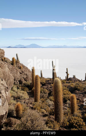 The famous Cactus Island in the middle of the Uyuni salt flats, Bolivia Stock Photo