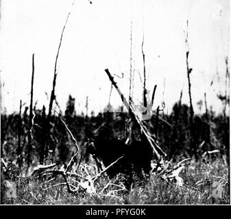 . [Articles about birds from National geographic magazine]. Birds. Photo by George Shiras, 3rd "Throwing the missile with all my force at his well-covered ribs. I gave a piercing yell at the same time. The marksmanship was poor, for the stick struck the ground just this side and, one end flying up, hit him in the pit of the stomach. This probably had greater effect than a drubbing on the ribs, however much it violated the ethics of striking below the belt, for he jumped up into the air with his back arched like a scared cat. Only once, when I blew up a huge grizzly bear with a flashlight  Stock Photo