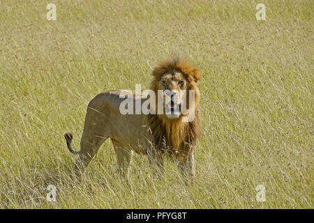 Male lion standing in long grass, Masai Mara Game Reserve, Kenya Stock Photo