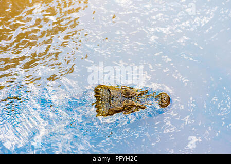 Crocodile under water in the zoo, Garganta del Diablo, Brazil, Argentina. Top view. Copy space for text Stock Photo