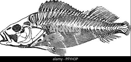 Perch skeleton Black and White Stock Photos & Images - Alamy