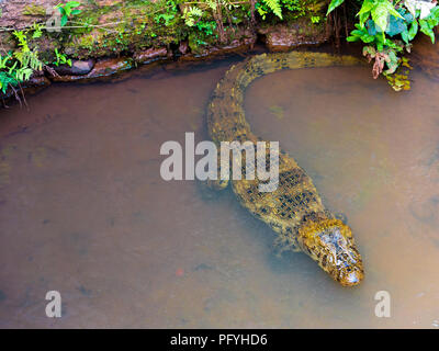 Crocodile under water in the zoo, Garganta del Diablo, Brazil, Argentina. Top view. Copy space for text Stock Photo