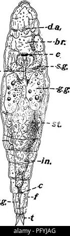 . Fresh-water biology. Freshwater biology. THE WHEEL ANIMALCULES (ROTATORIA) 555 great family of Notommatidae, and there is much reason to beheve that all other rotifers have been derived from forms essentially similar to those found in this family. The different members of the Notommatidae are so much alike that it is hardly necessary to select precisely some one species for a type. But it will be well in following this account to have in mind such an animal as Proales (Fig. 856), or Notommata truncata (Fig. 857, A and B), or Copeus on-. fng;- ^m. Please note that these images are extracted f Stock Photo