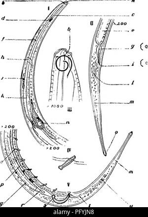 . Fresh-water biology. Freshwater biology. 498 FRESH-WATER BIOLOGY 54 (53) Male supplementary organs protusile tubes. Aphanolaimus de Man. Genus of fresh-water nematodes, of which nearly a dozen species are known. Hermaphroditism occurs. Representative species. Aphanolaimus spiriferus Cobb 1914.. â¢5ffÂ« â 3.1' 55 (52) Viviparous. Two embryos and de- veloping egg have been seen in each uterus at the same time. Eggs, about as long as body is wide, and less than half as wide as long. Habitat: Potomac River, Wash- ington, D. C. Fig. 801. Aphanolaimus spiriferus. I, lateral view, anterior end of f Stock Photo