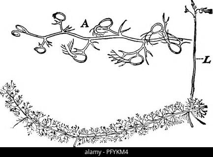 . Fresh-water biology. Freshwater biology. Fig. 263. Brasenia are surrounded (After Gobel.) very different composition from the slime which occurs on the lower surface of a floating leaf. The occurrence of the latter may be accidental so far as the plant is concerned and have little im- portance in its welfare. In the algae and even with delicate parts of higher plants such a coating may serve to retard the ex- change of liquids, thus pre- venting plasmolysis, or in like manner it may enable the plant to maintain a cell sap of much greater density than pdtata. The young buds and petWes 4-},„j- Stock Photo