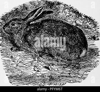 The popular natural history . Zoology. 148 THE HARE. It is a wonderfully cunning animal, and is The popular natural history . Zoology. 148 THE HARE. It is a wonderfully cunning animal, and is