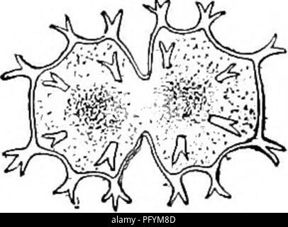 . Fresh-water biology. Freshwater biology. 56 (s7) Right-shell margin ...