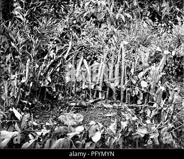 . The home life of wild birds; a new method of the study and photography of birds. Birds; Photography of birds. Fig. 74. Front view of bird shown in Fig. 72.. Fig. 75- Young Night Hawk in enclosure on spot where it was born, and where it remained until able to fly when eighteen days old. 83. Please note that these images are extracted from scanned page images that may have been digitally enhanced for readability - coloration and appearance of these illustrations may not perfectly resemble the original work.. Herrick, Francis Hobart, 1858-1940. New York, London, G. P. Putnam's Sons Stock Photo