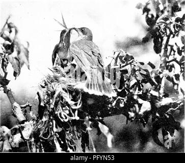 . The home life of wild birds; a new method of the study and photography of birds. Birds; Photography of birds. Fig. 19. Kingbirds rending an unruly dragon-fly. The female, who stands in front, was brooding when the prey was brought by the male.. Please note that these images are extracted from scanned page images that may have been digitally enhanced for readability - coloration and appearance of these illustrations may not perfectly resemble the original work.. Herrick, Francis Hobart, 1858-1940. New York, London, G. P. Putnam's Sons Stock Photo