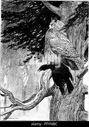 . On the edge of the wilderness; tales of our wild animal neighbors. Animals, Legends and stories of. i:MM THE GREAT OWL WAS PLAINLY VISIBLE -AND PLAINLY UNCOMFORTABLE. Please note that these images are extracted from scanned page images that may have been digitally enhanced for readability - coloration and appearance of these illustrations may not perfectly resemble the original work.. Eaton, Walter Prichard, 1878-1957. Boston, Chicago, W. A. Wilde company Stock Photo