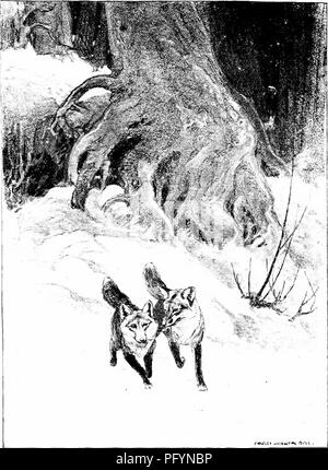 . On the edge of the wilderness; tales of our wild animal neighbors. Animals, Legends and stories of. AS THEIR PATHS MET, THLY BOTH DROPPED TO A TROT, SIDE BY SIDE. Please note that these images are extracted from scanned page images that may have been digitally enhanced for readability - coloration and appearance of these illustrations may not perfectly resemble the original work.. Eaton, Walter Prichard, 1878-1957. Boston, Chicago, W. A. Wilde company Stock Photo