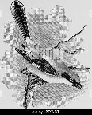 . A popular handbook of the ornithology of the United States and Canada, based on Nuttall's Manual. Birds; Birds. NORTHERN SHRIKE. butcher bird. Lanius borealis. Char. Above, hlujshj^, paler on rump ; under parts dull white, with fine wavy lines of ferownish gray; bar on side of head black; wings and tail black tipped with white; white patch on wing; outer tail feathers white. Length gX to loj^ inches. JVesf. In a tree or low bush; large and roughly made of sticks and grass, lined with leaves or feathers. £^^s. 4-6; dull gray with green tint, spotted with lilac and brown ; 1.05 X 0-75- This li Stock Photo