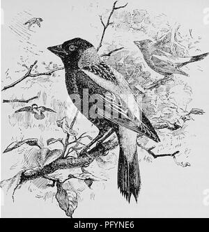 . A popular handbook of the ornithology of the United States and Canada, based on Nuttall's Manual. Birds; Birds. BOBOLINK. RICE BIRD. SKUNK BLACKBIRD. MEADOW-WINK. DOLICHONYX ORYZIVORUS. •Char. Male in summer ^ black; back of head and hind-neck buff j scapulars, rump, and upper tail-coverts ashy white. Male in winter, female, and young : above, yellowish brown, beneath paler, more buffy; light stripe on crown. Length 6J1^ to 7^ inches. Nest. In a meadow ; made of dried grass. Eggs. 4-6; white with green or buff tint, irregularly marked with lilac and brown; 0.85 X 0.60. The whole continent of Stock Photo