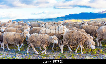 Flock of sheep at Patagonia, Chile. Copy space for text Stock Photo - Alamy