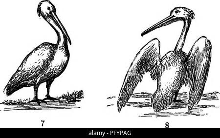 . Wanderings in South America, the North-west of the United States and the Antilles, in the years 1812, 1816, 1820, &amp; 1824 : with original instructions for the perfect preservation of birds, etc. for cabinets of natural history . Zoology; Taxidermy. The reader will see that the pouch is scarcely shown at all in these figures, the whole of which were sketched from the. Please note that these images are extracted from scanned page images that may have been digitally enhanced for readability - coloration and appearance of these illustrations may not perfectly resemble the original work.. Wate Stock Photo