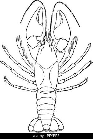 . Fresh-water biology. Freshwater biology. HIGHER CRUSTACEANS (MALACOSTRACA) 847 36 (35) Male copulatory organs more or less complex. Some peraeopods of the male with hooks on the ischiopodite. Female with receptaculum seminis (annulus ventrahs) upon the sternum of the thorax. No pleurobranchiae present. Cambarus Erichson . 37 Restricted to North America east of the Rocky Mountains, Mexico, Guatemala, and Cuba. It contains between seventy and eighty species, which fall into six sub- genera, four of which are represented in the United States. The geographical distribution of the species of Camb Stock Photo