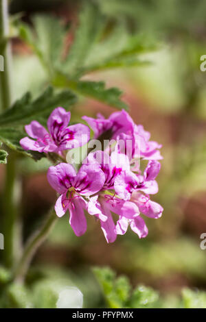 Sweet scented geranium  (Pelargonium graveolens) flowers Stock Photo