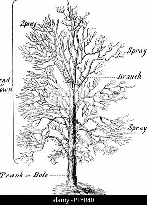 Handbook of nature-study for teachers and parents, based on the Cornell  nature-study leaflets. Nature study. Tree Study 727 divides into roots, and  the roots into rootlets, which are covered with root