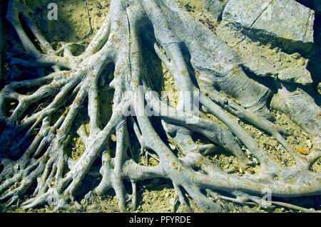 Big tree roots placed above the ground, park, summer Stock Photo