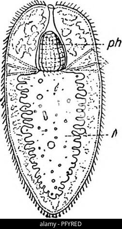 . Fresh-water biology. Freshwater biology. 3^4 FRESH-WATER BIOLOGY is about one-half as wide as the pharynx and orbicular in outUne. Apparently eyeless. White. Length 4 mm., breadth 1.5 mm. Brooks, Carter Caves, Kentucky.. Plagiostoma (?) planum Silliman 1885. Length 1.5 mm., breadth 0.7 mm. Mouth opening in anterior end. Pharynx hes within a sheath and has both longitudinal and transverse muscle layers. Radial muscle fibers pass from the base of the pharynx to the body wall. Without eyes or other sense organs. The poorly developed brain Kes in front of the phar- Sx as a transverse band. The i Stock Photo