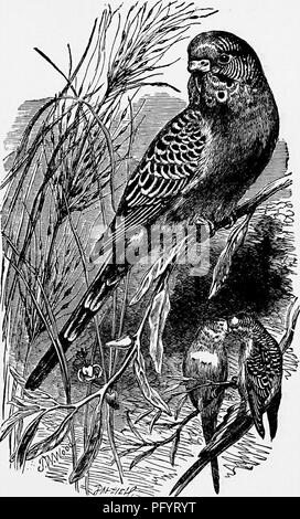 The Budgerigar (Melopsittacus undulatus), also known as the Common ...