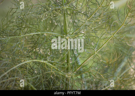 Sweet fennel (Foeniculum vulgare) plant