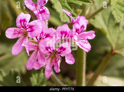 Sweet scented geranium  (Pelargonium graveolens) flowers Stock Photo