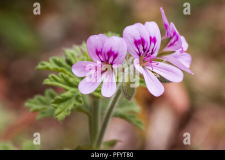 Sweet scented geranium  (Pelargonium graveolens) flowers Stock Photo