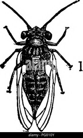 a small flying insect seen on a wall in Matale, Sri Lanka ...