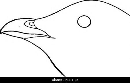 . New England bird life; being a manual of New England ornithology: rev.and ed. from the manuscript of Winfrid A. Stearns . Birds. 396 ALCID^ : AUKS. aries white-tipped; white speck over eye; bill black, short, obtuse, turgid. Length, 8.50; wing, 4.75 ; tarsus, 0.80; bill, 0.50 ; about 0.37 deep or wide at base. A species belonging to the high north, only known with us in winter, but of regular and not uncommon occurrence at that season. It is properly confined to the coast, but several in- stances are recorded of its having been driven inland by storms, and captured in the most unwonted local Stock Photo