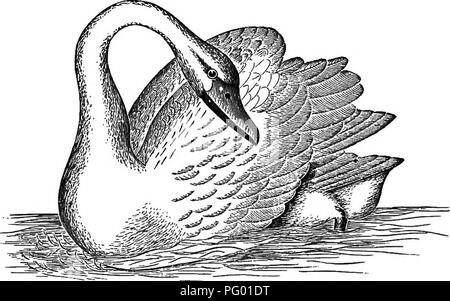 . New England bird life; being a manual of New England ornithology: rev.and ed. from the manuscript of Winfrid A. Stearns . Birds. CYGNUS COLUMBIANUS : AMERICAN WILD SWAN. 297 p. 26), Mr. Allen could "point to no recent record of its actual capture " in Massachusetts. The first actual capture recorded of late years is probably that given by Mr. Brewster, who speaks of one taken on Coskata Pond, Buzzard's Bay, Nantucket, March 4, 1878, by Mr. F. P. Chadwick (Bull. Nutt. Club, iii, 1878, p. 198). The sanje excellent authority also notes one supposed and one authentic occurrence, the la Stock Photo