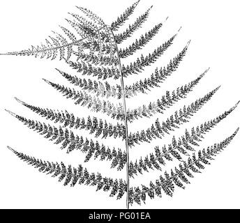 . A natural history of new and rare ferns : containing species and varieties, none of which are included in any of the eight volumes of &quot;Ferns, British and exotic&quot;, amongst which are the new hymenophyllums and Trichomanes . Ferns. Apex of Frond, under side. ASPLENIUM FILIX-FCEMINA, Vae. Doodioides. This variety was found in Sussex, and is exceedingly beau- tiful and distinct, and to all appearance quite constant. It is named doodioides, from the pinuas resembling in some degree the frond of a Doodia. The pinnules are short and irregular, making the pinnEE very narrow, whilst the segm Stock Photo