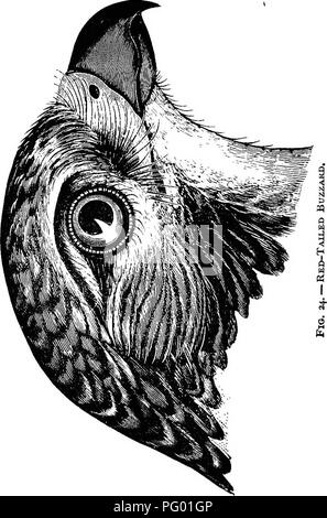 . New England bird life; being a manual of New England ornithology: rev.and ed. from the manuscript of Winfrid A. Stearns . Birds. 122 FALCONID^: HAWKS. and is unfitted as well by physical organization for the deeds of daring address, for which the Falcones and Astures are so famous. It is not quick enough to strike. birds on the wing, and perforce contents itself with humbler, less active and more defenceless game. These Buzzards mate early, constructing a large and bulky, though shallow, nest in* a high tree, of sticks and. Please note that these images are extracted from scanned page images Stock Photo