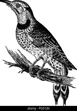 . New England bird life; being a manual of New England ornithology: rev.and ed. from the manuscript of Winfrid A. Stearns . Birds. C. AURATUS : GOLDEN-WINGED WOODPECKER. 83 as to have received half a dozen popular names besides those by which it is usually designated, as above. It is a resident, but less common in winter than at other times, as scarcity of food or other causes sends most individuals southward during the most inclement part of the year. It is a bird of wood-land, and nests after the manner of others of its family by excavating a hole in trees: but it is far from being con- fine Stock Photo