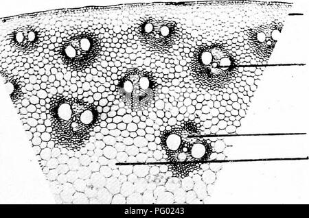 . Photomicrographs of botanical studies. Photomicrography. Cortex. Bndodermis. Wood elements. Pith. Secondary roots 39. T.S. Stem of ' Zea mais &quot; Indian corn. :^-'&gt;',' -&gt;/ /'â â¢- V Epidermal tissue. Vascular bundle. Phloem of bundle. Primary ground tissue. Bundle sheath, l-'itted vessels. Annular vessels. -0'V. Please note that these images are extracted from scanned page images that may have been digitally enhanced for readability - coloration and appearance of these illustrations may not perfectly resemble the original work.. Flatters, Milborne &amp; McKechnie Ltd. Manchester :