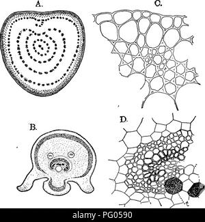 This work discusses the development and morphology of mosses and ferns ...