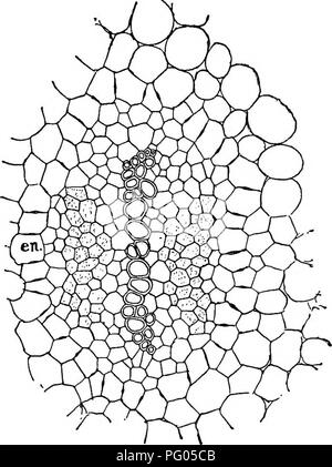 This text explores the morphology and development of mosses and ferns ...