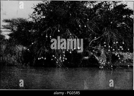 . From the Niger to the Nile. Alexander-Gosling Expedition; Birds. ON THE BIRD-LIFE IN NORTHERN NIGERIA 3L notes are poured out to the listener from cool recesses in thickets and reeds. But it is not given to the traveller every day to hear these beautiful singers ; he must rather go out. and seek them in the seclusions of streams and woods.. WEAVEES' NESTS ON RIVEE YO Leaving those arteries of hfe, the rivers, and the green wildernesses of the streams, we come to the bird-life that flourishes in neighbourhood with man. In all the native villages, the most common bird to be seen is a black-hea Stock Photo