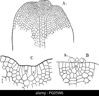 This work explores the structure and development of mosses and ferns ...