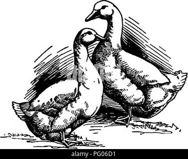 . Conkey's poultry book : a handy book of reference on poultry raising. Poultry; Poultry; Poultry. RATION FOR BREEDING SEASON—Equal parts by weight of ground oats, cornmeal, wheat bran, wheat middlings, meat scrap, mixed with sour skim milk. Oats is the best all around grain at breedmg time. During breeding season turkeys should always be given free range all day and allowed to roost at home in the open. They like high roosts and fresh air. Let them have their way and you will see their big bodies looming up on a ridge pole or some high tree branch. Turkey hens lay from thirty-five to' forty e Stock Photo