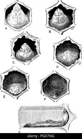 Diseases Of Bees Bees Fabmees Bulletin 1713 Figure 1 Stages In The Aecomposition Of Larvae Prepupae